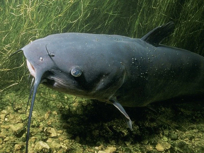 Fish Stocking 1 channel catfish 86584 640 orig.jpg