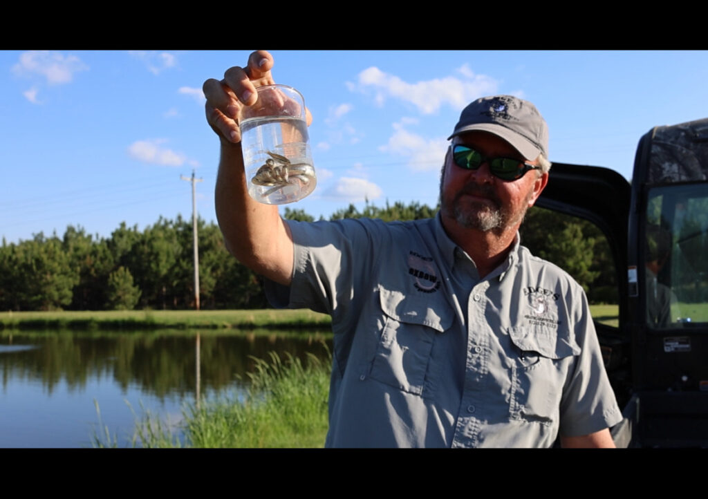Oxbow Bass Hatching Season Winds Down…. and It’s Looking Strong