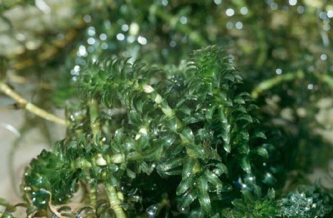 Why does my pond need sterile grass carp for natural aquatic weed control?