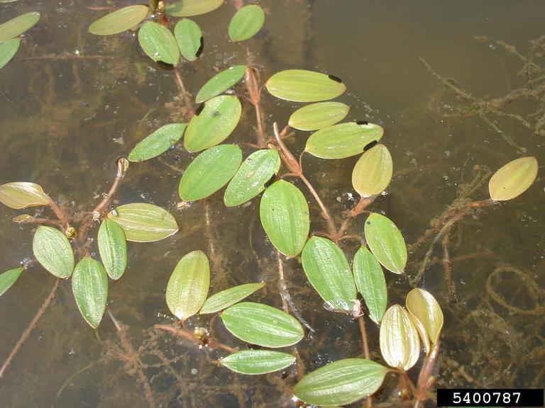 Why does my pond need sterile grass carp for natural aquatic weed control?