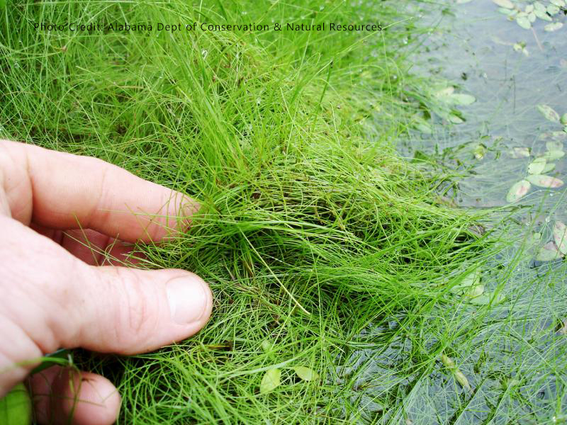 Why does my pond need sterile grass carp for natural aquatic weed control?