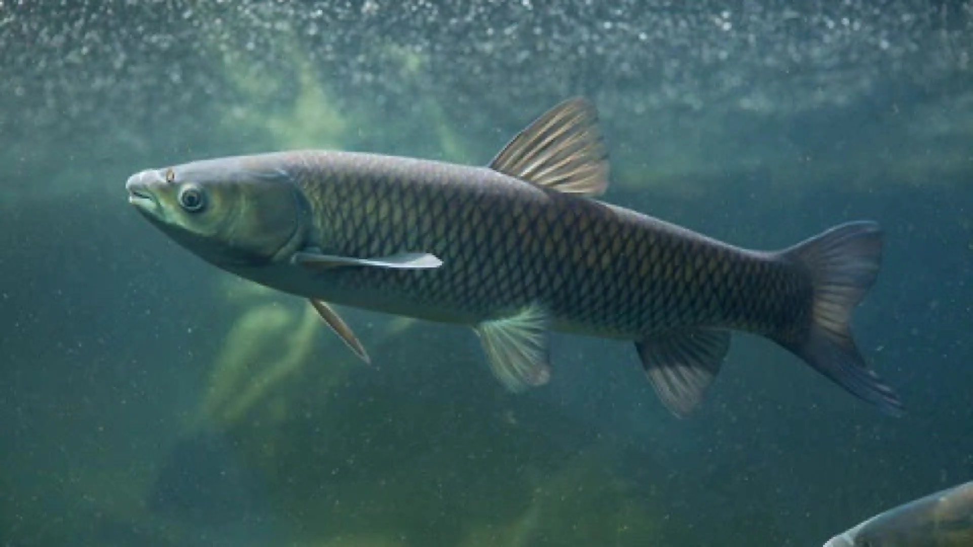 Why does my pond need grass carp?