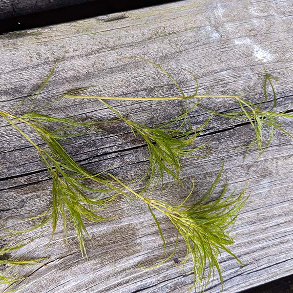 Why does my pond need sterile grass carp for natural aquatic weed control?