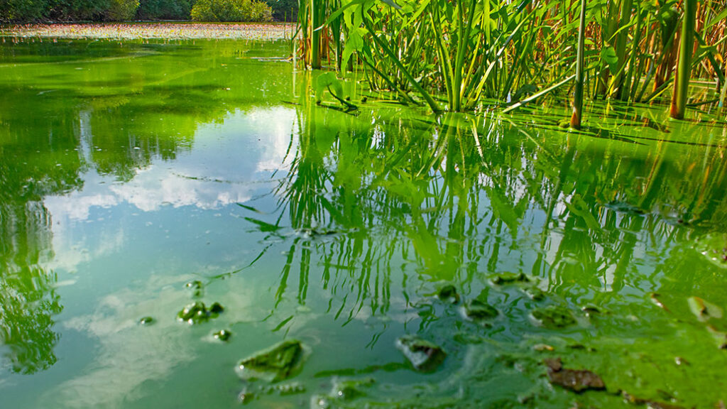 Green algae covering still water with poor water quality