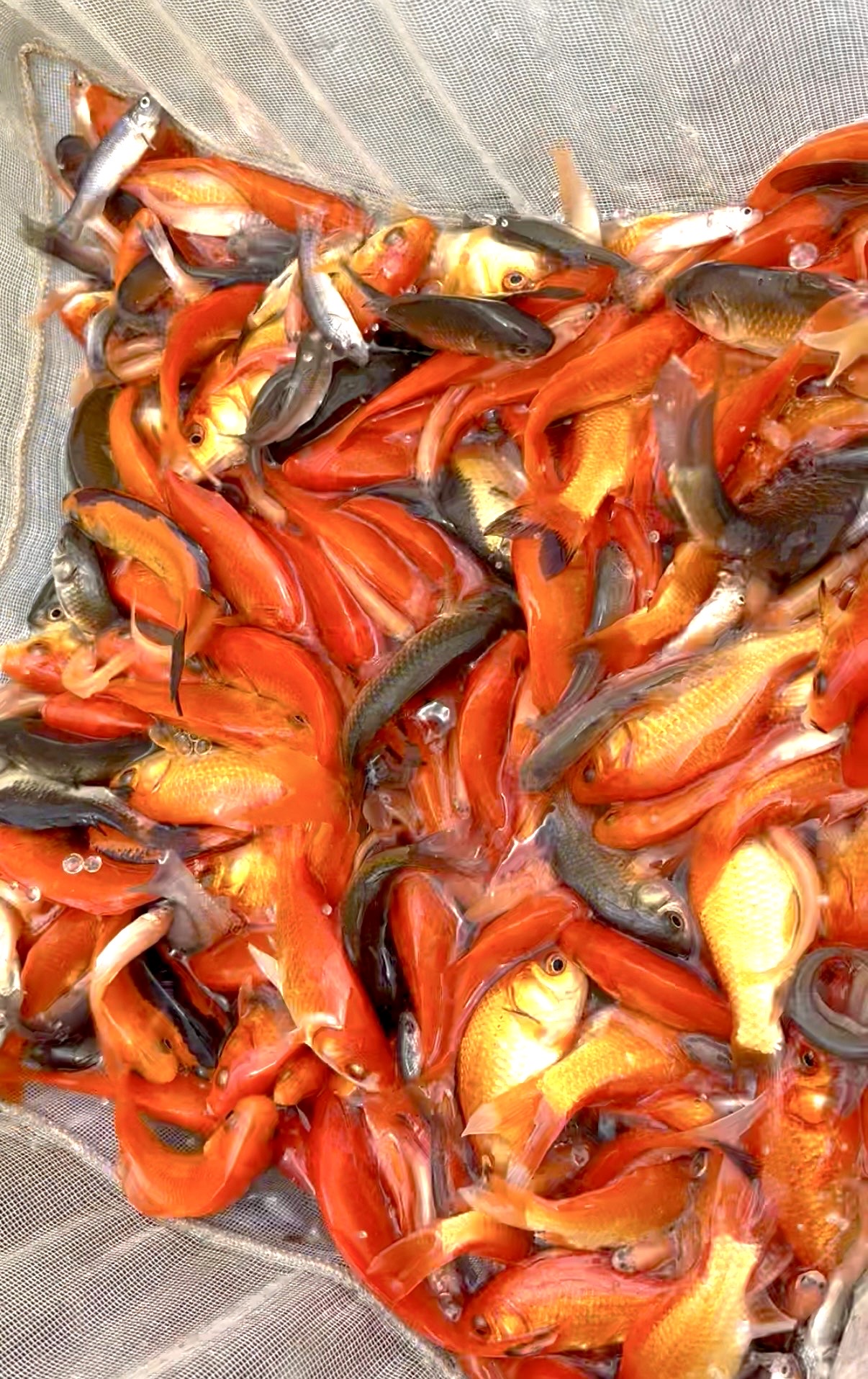 Goldfish and shiners for oxbow bass forage in trophy bass pond management pond