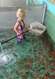 Maddie Edge dipping goldfish from fish tank