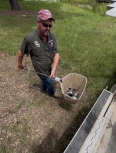 Keith Edge carrying Oxbow Bass to fish pond in a net